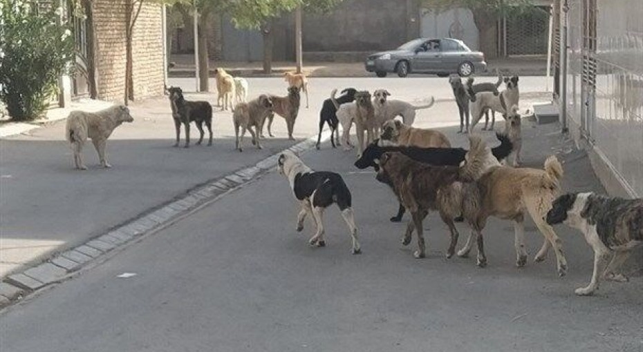 افزایش حمله سگ‌های ولگرد در جنوب شرق کشور/ ثبت بیش از ۱۶۰۰ مورد گاز گرفتگی در سیستان و بلوچستان