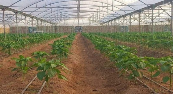 ۹۴ هزار تن محصولات گلخانه‌ای در سیستان‌وبلوچستان