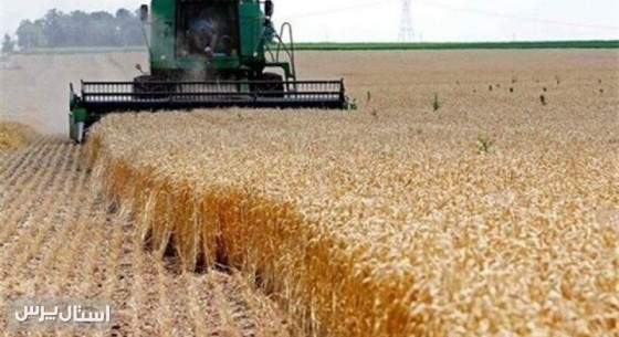 آغاز برداشت جو در شهرستان تفتان