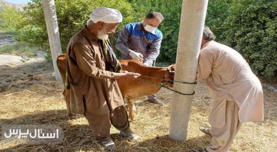 واکسیناسیون دام و طیور در هفته بسیج سازندگی نیکشهر