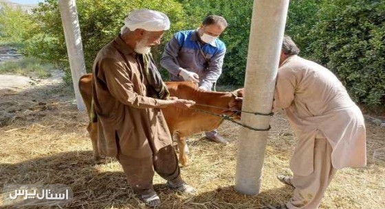 واکسیناسیون دام و طیور در هفته بسیج سازندگی نیکشهر