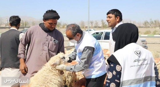 ورود دام زنده به سیستان‌وبلوچستان با نظارت دامپزشکی