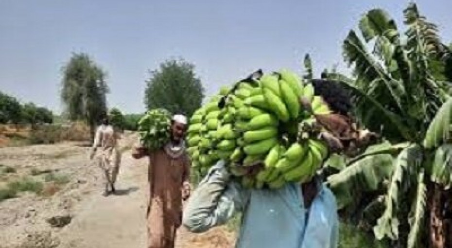 رتبه نخست سیستان و بلوچستان در تولید موز