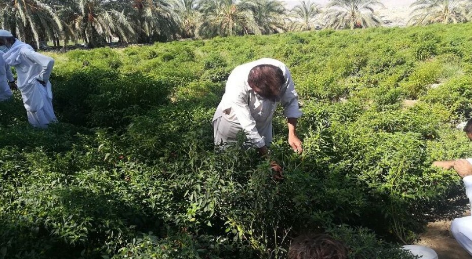 در سیستان و بلوچستان با وجود اقلیم خشک و میانگین بارش کمتر از ۱۰۰ میلی‌متر، سالانه نزدیک به پنج میلیون تن انواع محصولات کشاورزی، دامی و شیلاتی تولید می‌شود؛ حضور گسترده بهره‌برداران و تنوع تولیدات، این استان را به یکی از مناطق دارای مزیت نسبی در توسعه پایدار کشاورزی کشور تبدیل کرده است.