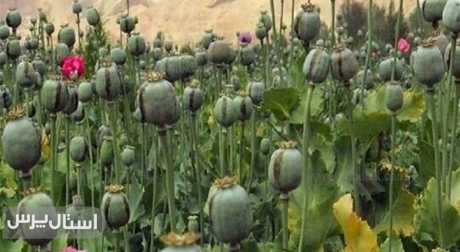 مسئولان درگیر بررسی، سودجویان مشغول برداشت!