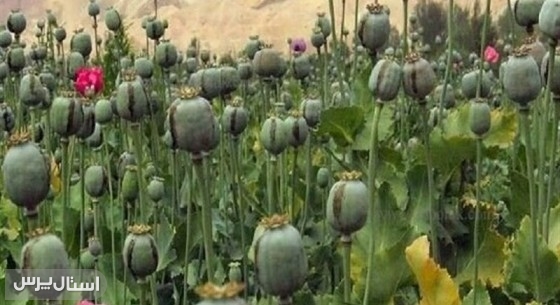 مسئولان درگیر بررسی، سودجویان مشغول برداشت!