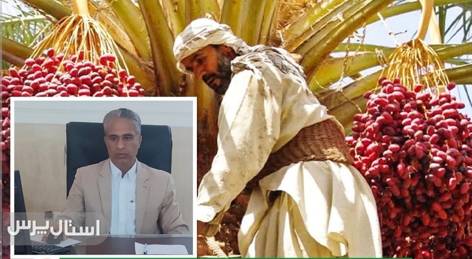 ​برداشت بیش از ۳۰ هزار تن خرما در شهرستان سیب و سوران