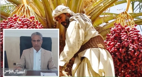 ​برداشت بیش از ۳۰ هزار تن خرما در شهرستان سیب و سوران