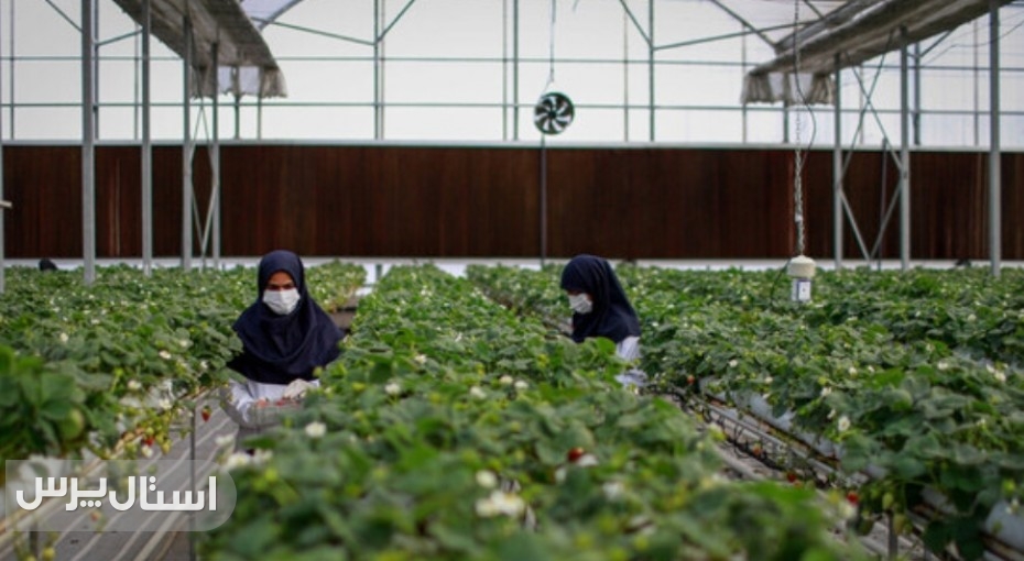 ۱۴ هکتار امید؛ جهش اشتغال با توسعه گلخانه‌ها در زابل