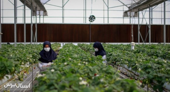 ۱۴ هکتار امید؛ جهش اشتغال با توسعه گلخانه‌ها در زابل