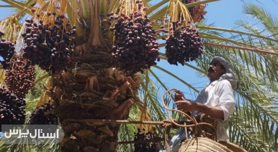 تولید بیش از ۴۸۰۰ تن خرما در فنوج