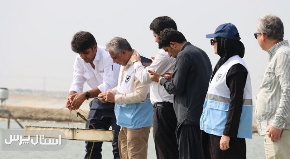 رکوردشکنی پرورش میگو در سیستان و بلوچستان