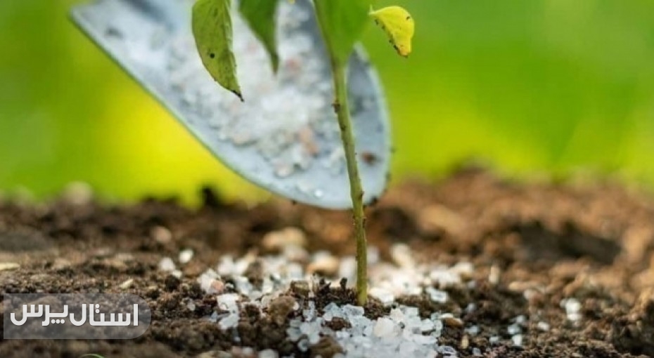 مدیر شرکتتعداد 231 حواله الکترونیکی برای کشاورزان شهرستان نیکشهر صادر شد