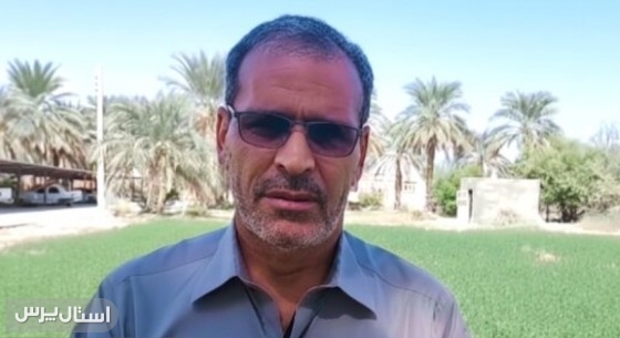 طلای زرد دلگان درو شد؛ برداشت ارزن در جنوب استان آغاز شد