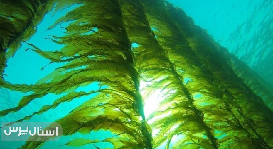 ظرفیت مناسب سیستان‌وبلوچستان برای تولید جلبک‌های دریایی