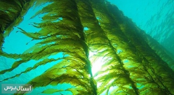 ظرفیت مناسب سیستان‌وبلوچستان برای تولید جلبک‌های دریایی