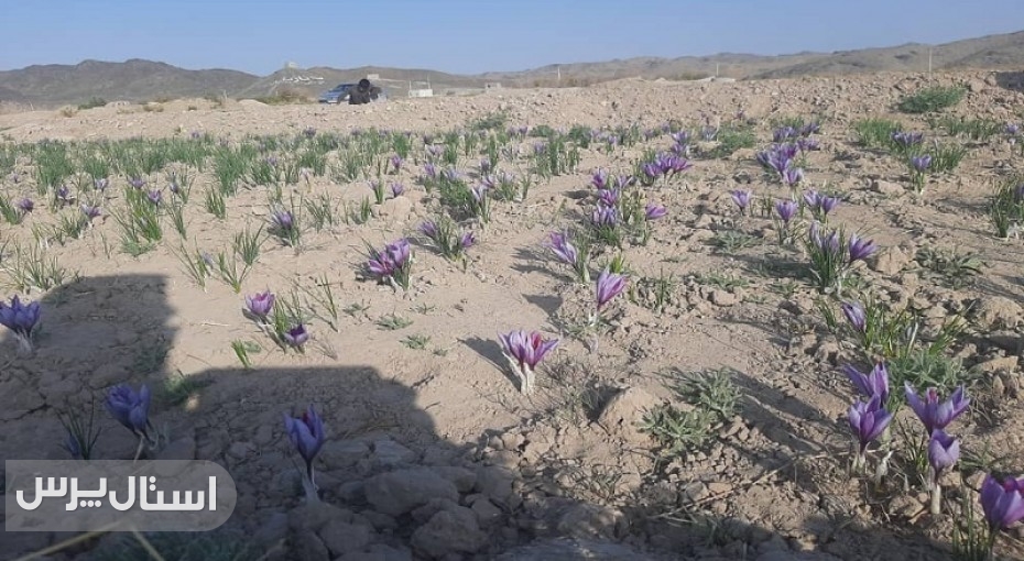 زعفران قهرمان سازگاری با اقلیم خشک سیستان‌وبلوچستان