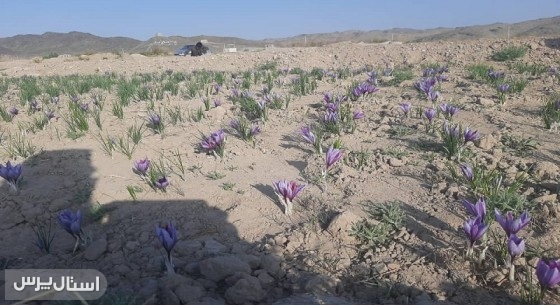 زعفران قهرمان سازگاری با اقلیم خشک سیستان‌وبلوچستان