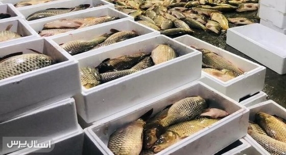 صید سالانه ۲۵۰ هزار تن انواع تن ماهی در سیستان و بلوچستان
