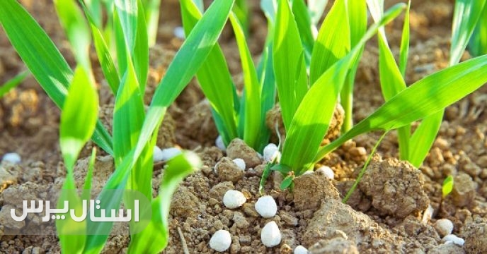 ۲۰۹ حواله کودی برای مزارع نیکشهر