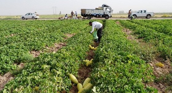 زابل چگونه قطب جالیزی خارج‌فصل ایران شد؟