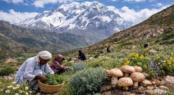 گیاهان دارویی، پیشران جدید اقتصاد کشاورزی تفتان
