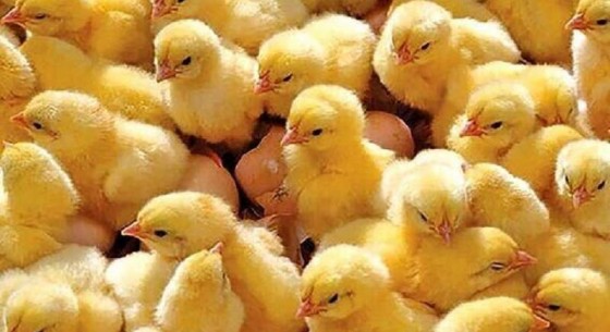 نظارت دامپزشکی نیکشهر بر ۳۰۰ هزار قطعه جوجه‌ریزی