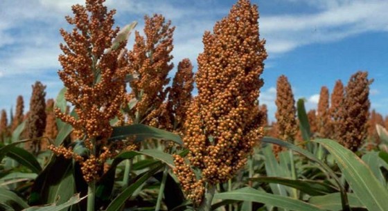 توسعه کشت ۱۵ هزار هکتار سورگوم در سیستان‌وبلوچستان